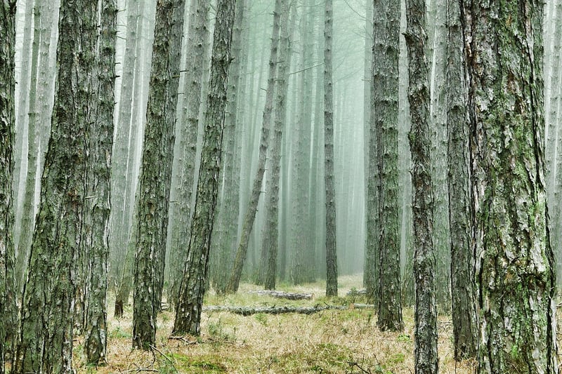 Zip lining in forest
